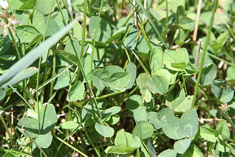 chances of finding a 4 leaf clover|How Probability Theory Can Help You Find More Four .